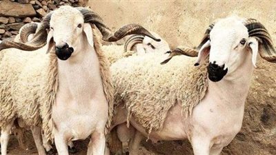 شاهد.. طرق التأكد من سلامة كبش العيد قبل ذبحه