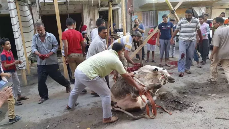 بأمر القانون.. لا تذبح في الشارع حتى لا تتعرض للعقوبة