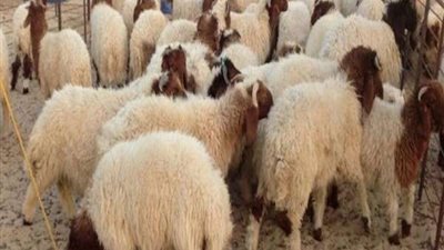 هل يجوز ذبح الأضحية في غير البلد الذي يسكن فيه المضحي؟.. الإفتاء تجيب