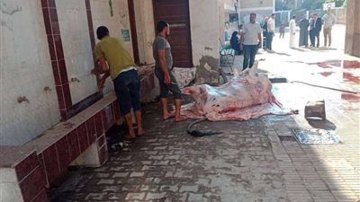 مواطن يستغل مدرسة ببنها ويذبح فيها عجلا