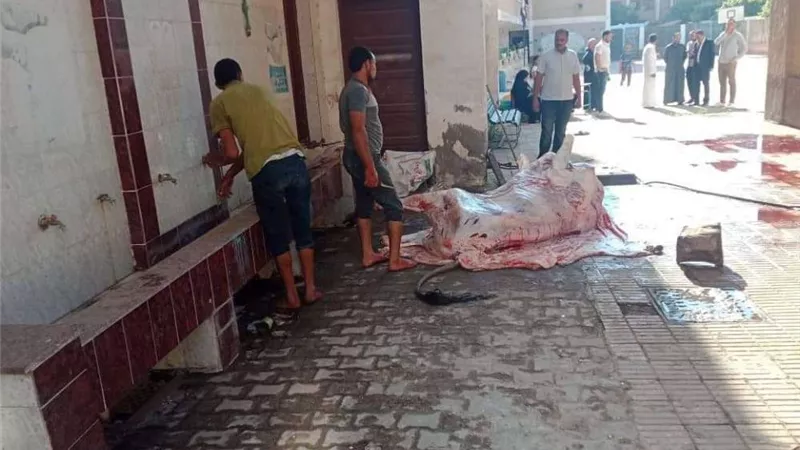 مواطن يستغل مدرسة ببنها ويذبح فيها عجلا