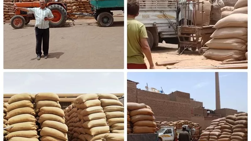 التموين تُغلق موسم توريد القمح المحلي للعام الحالي