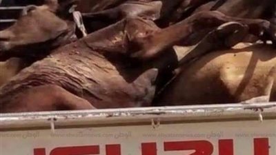 ضبط جزار يذبح ماشية نافقة في غرب أسيوط