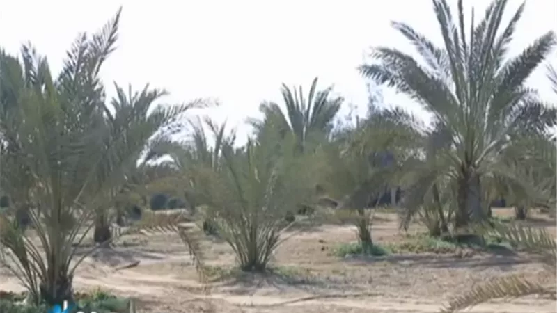 مصري يصمم أكبر معمل لإنتاج أنسجة النخيل باستثمارات 350 مليون جنيه