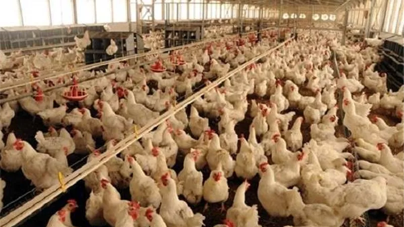 بالأرقام.. ارتفاع جديد في أسعار الدواجن والبيض اليوم الأحد