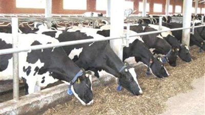 شراء 24 رأس ماشية لتطوير مزرعة بني مر بأسيوط لإنتاج الألبان واللحوم