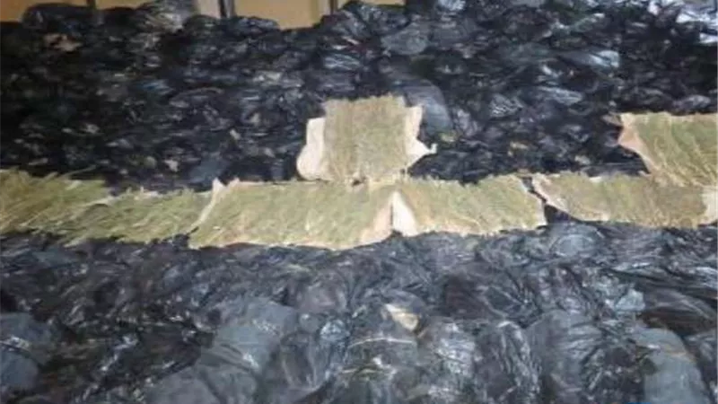 حبس عاطلين بحوزتهما كمية من البانجو بكفر شكر