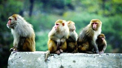 أول تعليق من محافظة الجيزة على انتشار القرود في شوارع حدائق الأهرام
