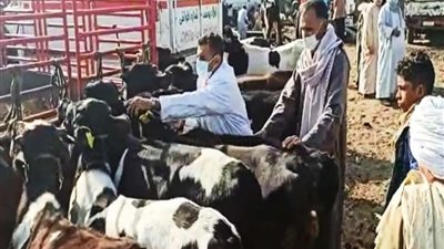 11 توصية  لحماية الماشية.. تعرف عليها