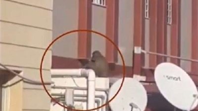 بالفيديو.. كينج كونج يثير الذعر بظهوره في شوارع مكة المكرمة