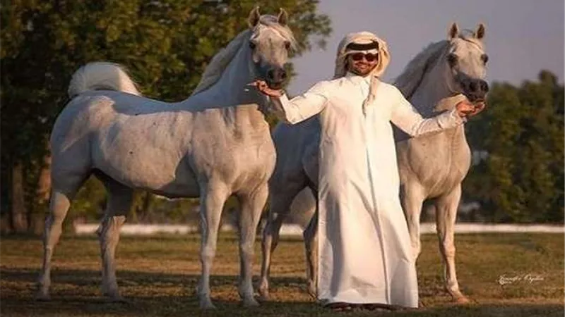 أحمد عبدالله: مصر مؤهلة لتنظيم سباقات القدرة والتحمل للخيل