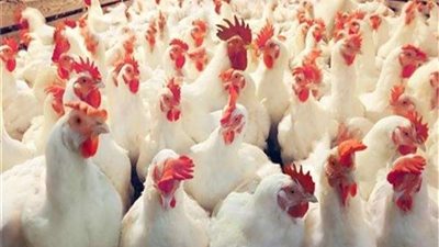 أسعار الدواجن والبيض اليوم الجمعة 29 - 10 - 2021