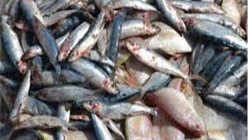 ضبط 10 طن أسماك فاسدة بالسويس