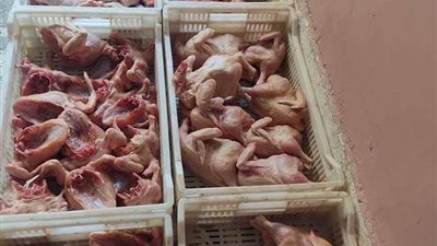 ضبط ربع طن دواجن فاسدة بحيازة صاحب محل بالقاهرة
