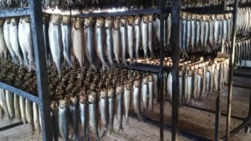ضبط طن رنجة فاسدة في حملة تموينية بالغربية