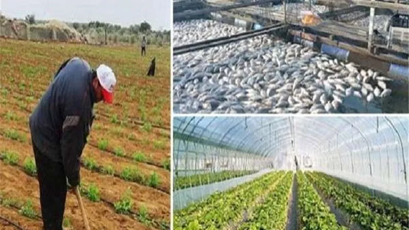 متحدث الزراعة: الاسمدة شهدت الفترة الماضية طفرة كبيرة