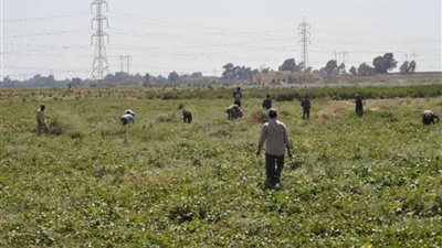 الزراعة : الفلاح يستطيع الاستعلام عن أي شيء بالموبايل