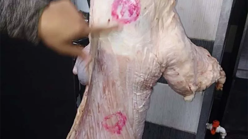تحرير 133 محضرًا وتحصين 516 راس ماشية بقرى المنيا