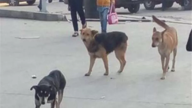 خفير يطلق 