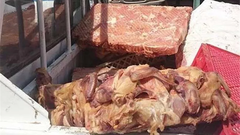 مباحث التموين تضبط 3 أطنان دواجن فاسدة داخل مجزر غير مرخص بالجيزة