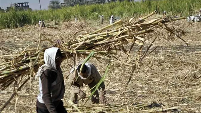 بدء موسم حصاد القصب بمحافظات الصعيد