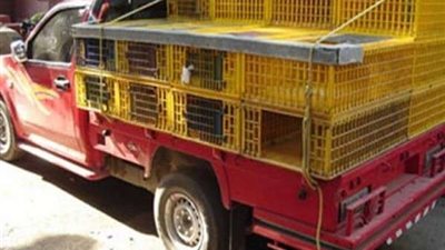 حبس 5 متهمين 15 يوما لاتهامهم بسرقة سيارة ومبلغ مالي بالشروق