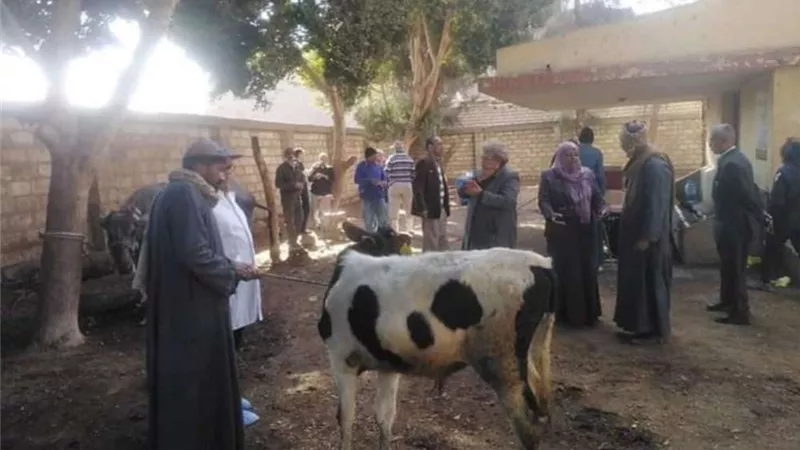 ضبط 122 كيلو لحوم مذبوحة خارج المجازر بالمنيا