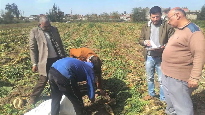 البحيرة تحصد نتائج موسم بنجر السكر.. تفاصيل
