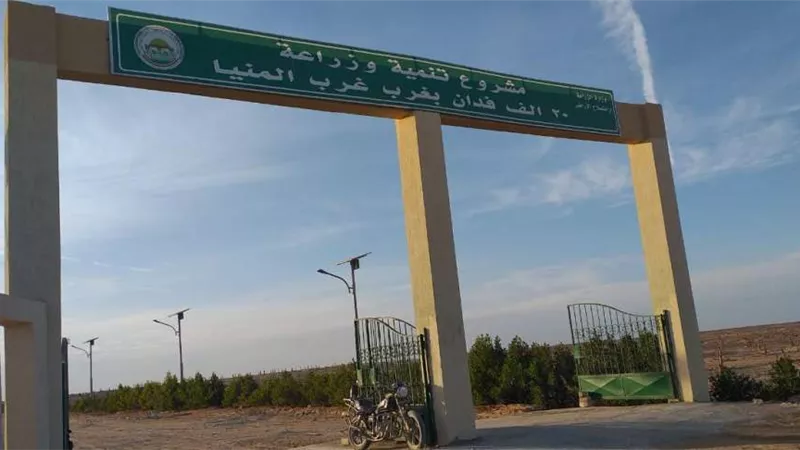 زراعة 3000 فدان بنجر و1000 قمح بمشروع غرب المنيا (صور)
