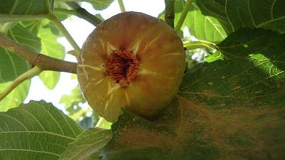 ضبط 25 طن 