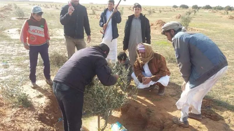 تنمية وتحسين 225 مزرعة زيتون ببرنامج الممارسات الزراعية الجيدة بمطروح