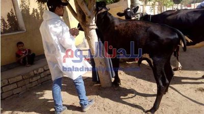 بيطرى المنوفية: تحصين ما يقرب من 93 ألف رأس ماشية منذ إنطلاق الحملة