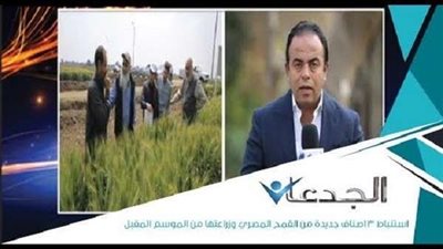 فيديو.. خبير زراعي ينجح في استنباط 3 أصناف جديدة من القمح المصري لزراعتها الموسم المقبل