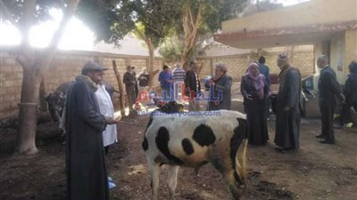 بدء الحملة القومية للتحصين ضد مرض الجلد العقدي وجدري الأغنام بالمنيا