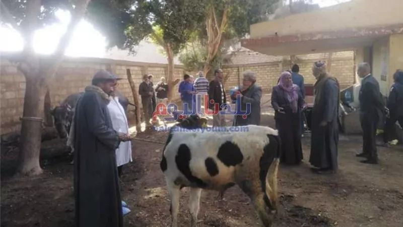 بدء الحملة القومية للتحصين ضد مرض الجلد العقدي وجدري الأغنام بالمنيا