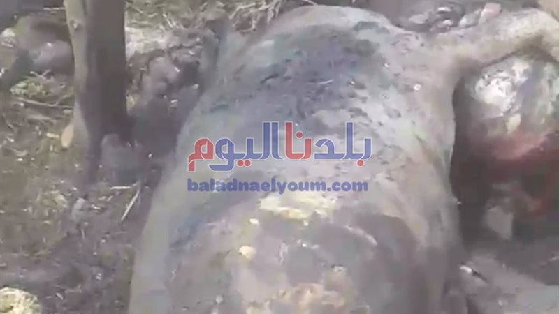 بلدنا اليوم