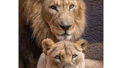 الإنسان المفترس.. قتل اسد في أوغندا وطهاه على العشاء