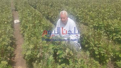 نقيب الفلاحين يحسم الجدل حول سعر البامية