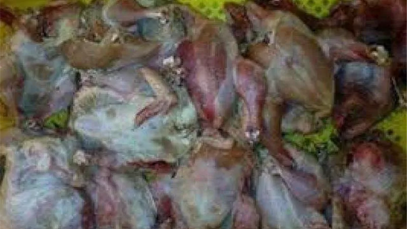 ضبط 2.5 طن دجاج فاسد داخل مستشفى بالأقصر