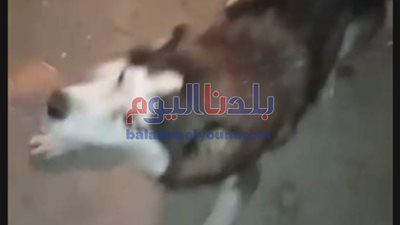 الطب البيطري يسيطر على كلب مسعور أصاب 13 شخصا بينهم أطفال بالعياط