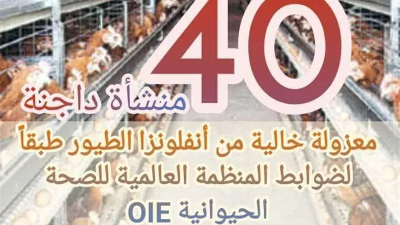 ننشر أهم الأرقام حول صناعة الدواجن في مصر