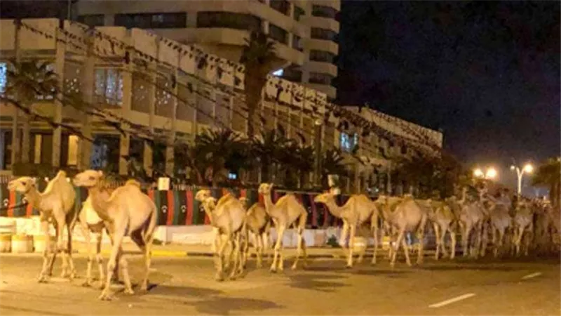 بالفيديو.. تاجر ليبي يشتري آلاف الإبل لإنقاذها من الإعدام في أستراليا