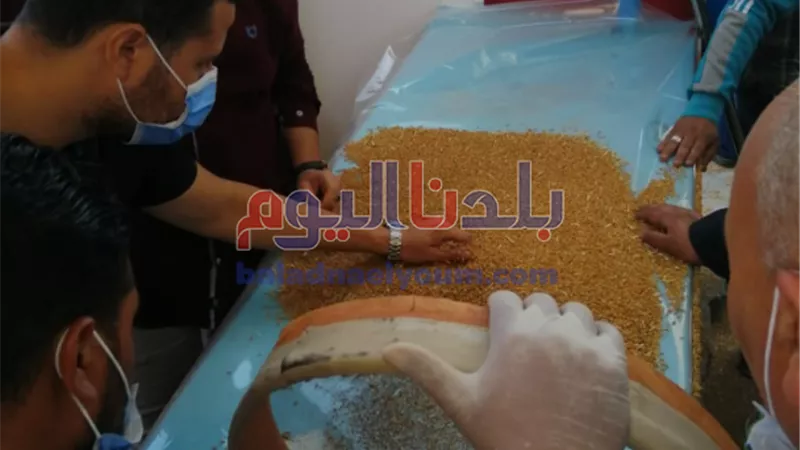 وزير التموين: فتح جميع مواقع استلام الأقماح المحلية للعمل بشكل منتظم