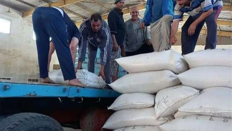 التموين: استمرار توريد القمح من المزارعين حتى منتصف ‏الليل