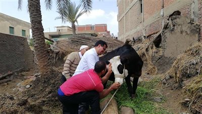 الزراعة تنفي نفوق أعداد كبيرة من المواشي لعجز شديد في اللقاحات البيطرية