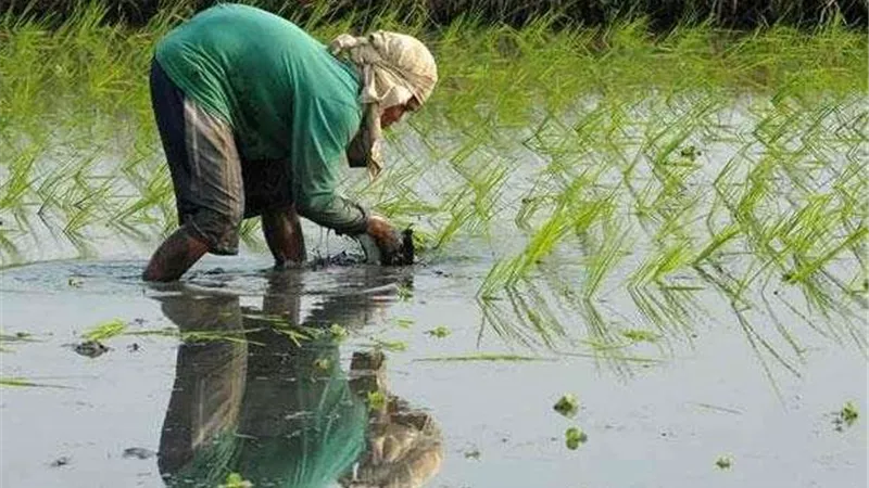 بسبب نقص المياه.. العراق يواجه أزمة في زراعة الأرز