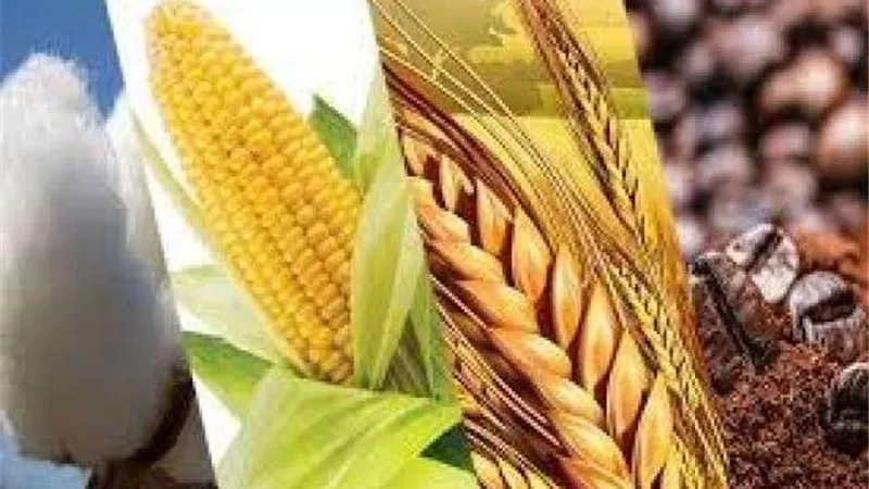 متحدث الزراعة: منظومة الذرة من المنظومات الهامة التي نستورد منه كميات كبيرة من الخارج (فيديو)