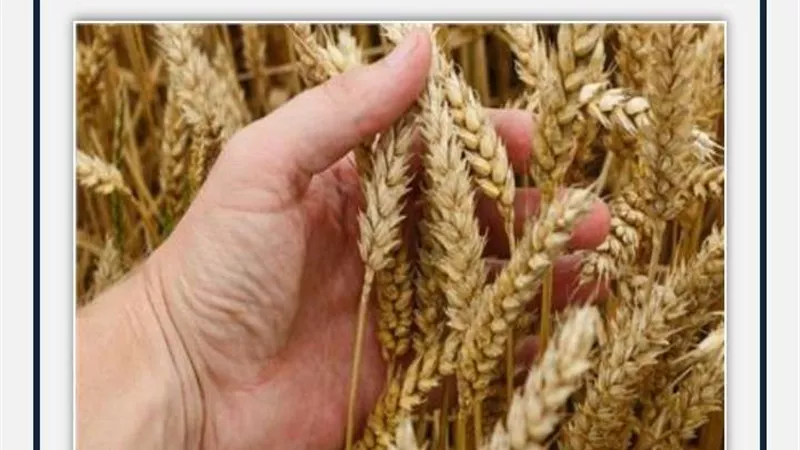 وزير التموين يكشف موعد تحقيق مصر الاكتفاء الذاتي من القمح(فيديو)