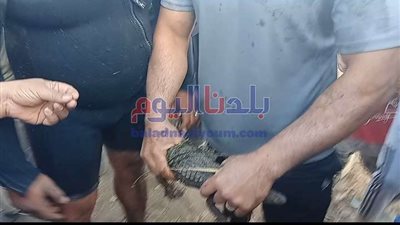 العثور على تمساح اثار الرعب بين المواطنين بالمنوفية