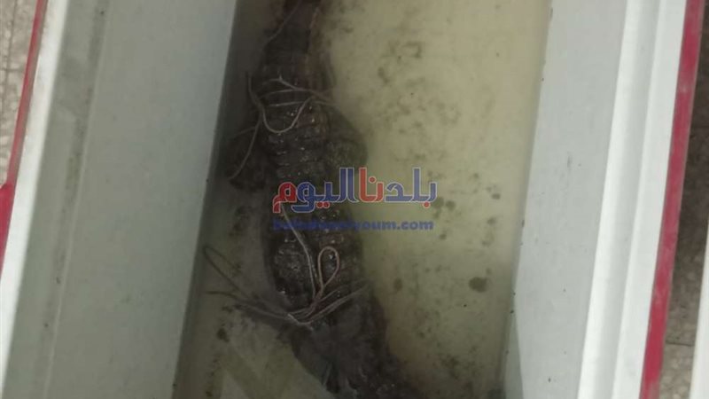 بلدنا اليوم